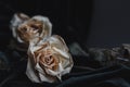 Two dried white roses on gray background with dark velvet drapin