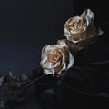 Two dried white roses on gray background with dark velvet drapin
