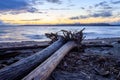 Two driftwood logs at sunset Royalty Free Stock Photo