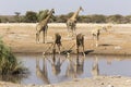 Two drinking giraffes Royalty Free Stock Photo