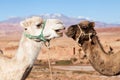 Two dromedaries