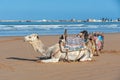 Two dromedaries for riding tourists resting on the sandy shore of the ocean