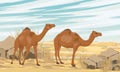Two dromedary Arabian camels walks through a desert with dunes and stones