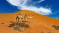 Two dromedary in isolated arabian Oman desert