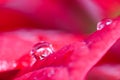 Two drop of water on red blossom of Euphorbia pulcherrima, macro