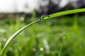 Two drops of dew early in the morning on a green grass on a blurred background Royalty Free Stock Photo