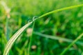 Two drops of dew on a green blade of grass, bright Sunny morning Royalty Free Stock Photo