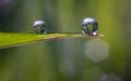 Two drops of water Royalty Free Stock Photo