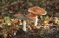 Two dry amanita muscaria in the forest Royalty Free Stock Photo