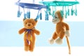 Two Dry brown teddy bear is hanging with Clamp outdoor