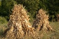Two dry corn ears stacks Royalty Free Stock Photo