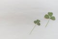 Two dry green clovers plants on white paper, copy space Royalty Free Stock Photo