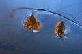 Two Dry Leaves Through the Frosty Window a Royalty Free Stock Photo