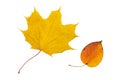 Two dry leaves: maple and apple Royalty Free Stock Photo