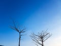 Two dry / without leaves trees with blue sky background. Royalty Free Stock Photo