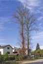 Two dry linden trees on the road near the usual European village Royalty Free Stock Photo