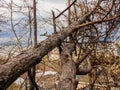 Two dry pine trunks that fell from a hurricane Royalty Free Stock Photo