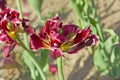 Two dry purple-yellow tulip Tulipa close up..in the city garden Royalty Free Stock Photo