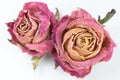 Two dry red rose buds with sepals on a white background.