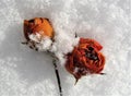 Two dry roses on white snow.