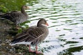 Two duck Royalty Free Stock Photo