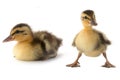 Two duck Royalty Free Stock Photo