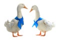 Two duck Royalty Free Stock Photo