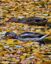 two duck ducks fall lake water autumn Royalty Free Stock Photo