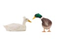 Two ducks isolated Royalty Free Stock Photo