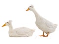 Two ducks isolated Royalty Free Stock Photo