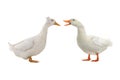 Two ducks isolated Royalty Free Stock Photo