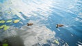 Two drakes resting on the water in the Park on a summer day