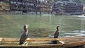 Two duck standing in the old wooden boat. Royalty Free Stock Photo