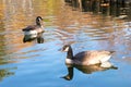 Two duck swim in the water in the pond in the autumn park. Autu Royalty Free Stock Photo
