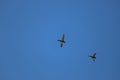 Two Grey Duckes flying formation near Bai tong