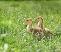 Two duckling in grass