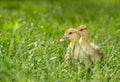 Two duckling on green meadow