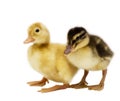 Two ducklings Royalty Free Stock Photo
