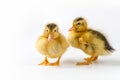 Two ducklings closeup isolated Royalty Free Stock Photo