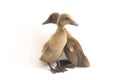 Two ducklings  indian runner duck isolated on a white Royalty Free Stock Photo