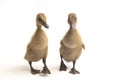 Two ducklings indian runner duck isolated on a white Royalty Free Stock Photo