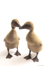 Two ducklings  indian runner duck isolated on a white Royalty Free Stock Photo