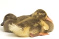 Two ducklings  indian runner duck isolated on a white Royalty Free Stock Photo