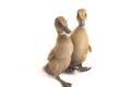 Two ducklings  indian runner duck isolated on a white Royalty Free Stock Photo