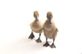 Two ducklings  indian runner duck isolated on a white Royalty Free Stock Photo