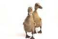 Two ducklings  indian runner duck isolated on a white Royalty Free Stock Photo