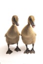 Two ducklings  indian runner duck isolated on a white Royalty Free Stock Photo