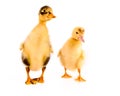 Two ducklings isolated Royalty Free Stock Photo