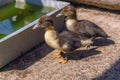 Two ducklings near a water trough on a farm