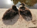 Two Ducklings by pond Royalty Free Stock Photo